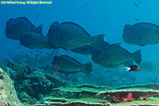 bumphead parrotfishes